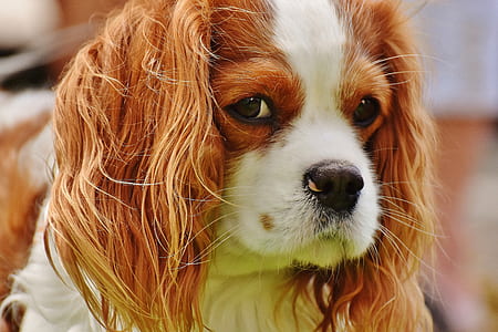 closeup photo of blenheim Cavalier King Charles puppy thumbnail