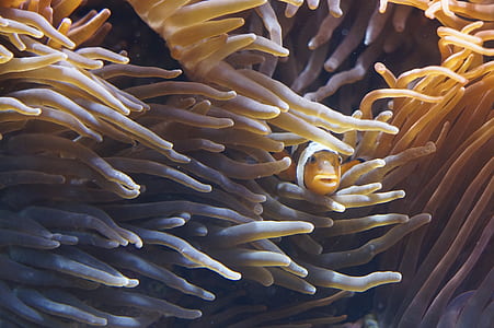 clownfish near sea anemone thumbnail