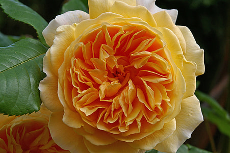 Rose, Crown Princess Margareta thumbnail