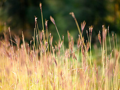 selective focus photo of grass field thumbnail