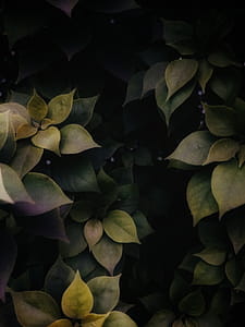 Green Leaf Plant thumbnail