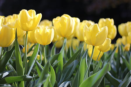 yellow petaled flowers thumbnail