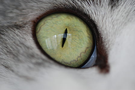 animal's eye thumbnail