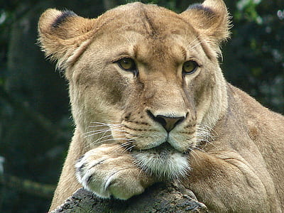brown lion thumbnail