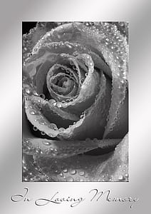 grey rose painting with text overlay thumbnail