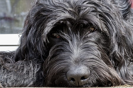 adult Russian black terrier thumbnail
