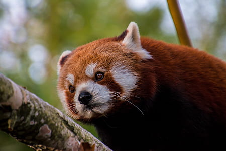 Panda on a Tree thumbnail