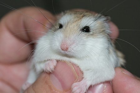 person holding white and brown hamster thumbnail