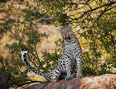 nature, animal, park, tree thumbnail