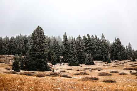green trees thumbnail