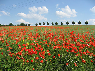 red flower field under blue sky during daytime thumbnail