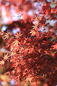 Red Leaved Tree thumbnail