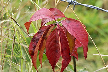red leafed plant on grassfield thumbnail