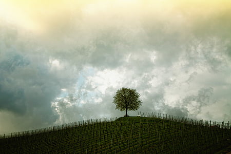 green leaves tree on top of hill thumbnail