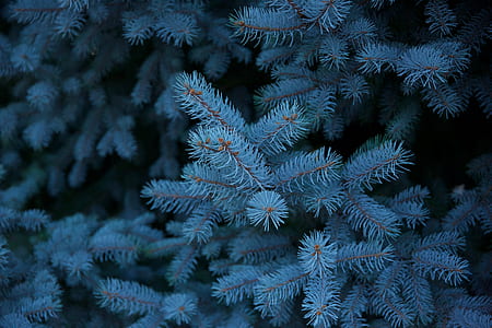 close-up photo of green pine trees thumbnail