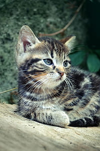 brown and black tabby kitten on shallow focus lens photography thumbnail
