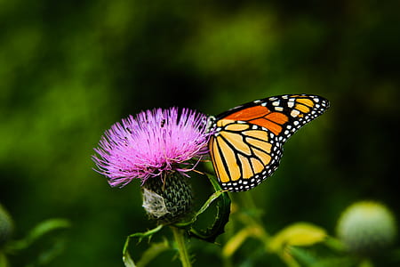 yellow and orange monarch butterfly perched on pink flower thumbnail