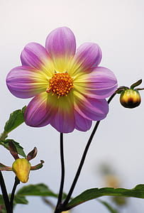 Purple and Yellow Petal Flower thumbnail
