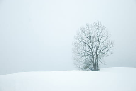 bare tree surrounded with snow during daytime thumbnail