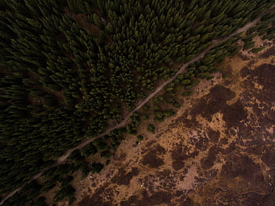 bird's eye photography of trees and brown soil with road thumbnail