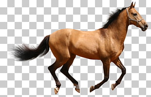 Horse , Transparent Brown Horse, jumping brown horse illustration PNG clipart