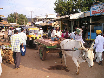 man riding on cow carriage in front of auto rickshaw thumbnail