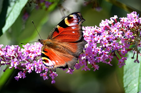 macro photography of peacock butterfly on flower thumbnail