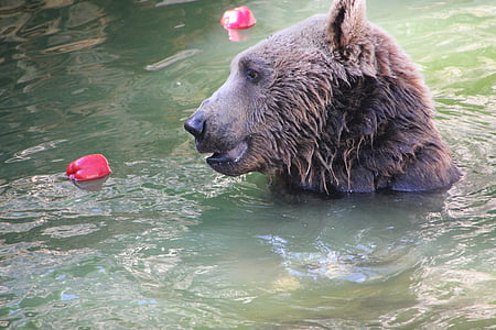 grizzly bear swimming on body of water at daytime thumbnail