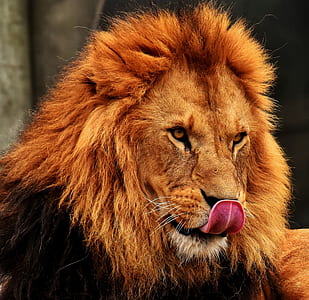 lion licking his own nose while prone lying at daytime thumbnail