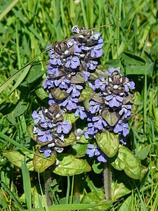 Ajuga Günsel, Pointed Flower thumbnail
