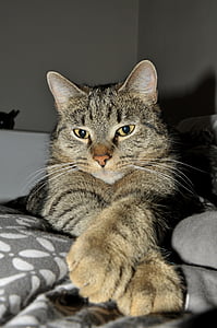 brown tabby cat on gray and white floral textile thumbnail
