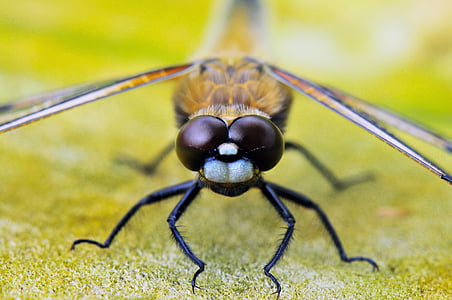 macro photography of black and yellow dragonfly thumbnail