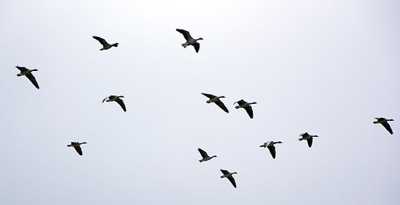 several birds thumbnail