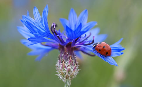 selective focus photo of a ladybug on blue flower thumbnail