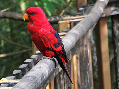female eclectus parrot perched on wooden fence thumbnail