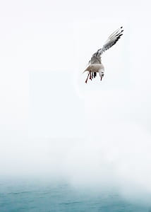 gray bird above water thumbnail