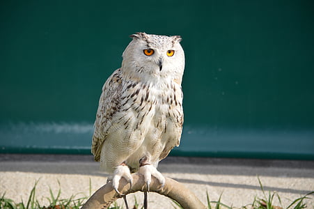 white owl thumbnail
