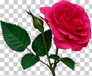 Rose , Pink Large Rose and Rose Bud , red rose illustration PNG clipart