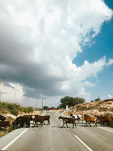 Photo of a Herd of Goats Crossing a Road thumbnail