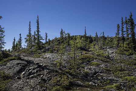 Trees on a rocky hill on the Ingraham Trail thumbnail
