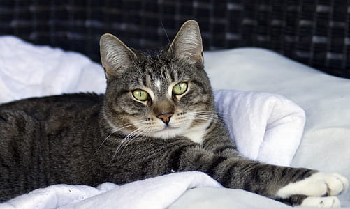 gray and black cat lying on bed thumbnail
