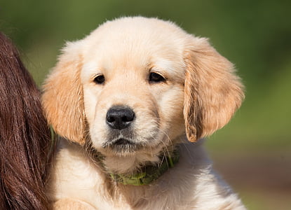 golden retriever puppy on focus photo thumbnail