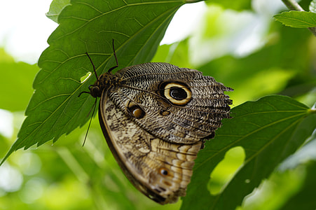 Owl Butterfly, Butterfly thumbnail
