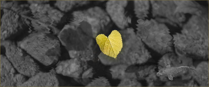 selective photography of yellow leaf thumbnail
