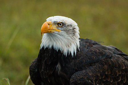Bald Eagle, Haliaeetus Leucocephalus thumbnail