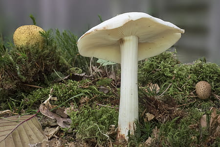 white mushroom surrounded by grasses thumbnail