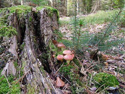 brown mushrooms in tree trunk thumbnail