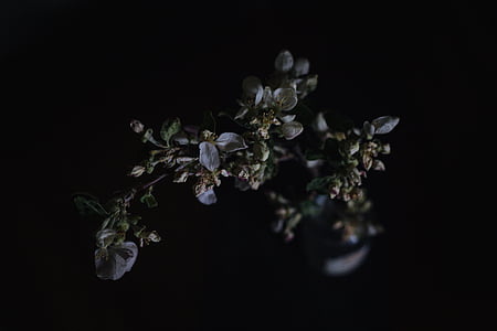 rose plant thumbnail