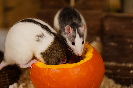 white and black mice on top of pumpkin thumbnail
