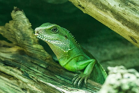 selective focus photography of green lizard thumbnail